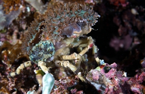 Raja Ampat 2019 - DSC08216_rc - Corallimorph decorator crab - Cyclocoeloma tuberculata
